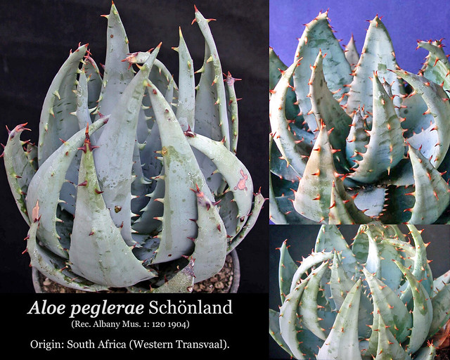 Aloe peglerae (collage)