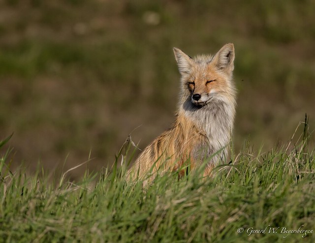 Northern Plains Red Fox