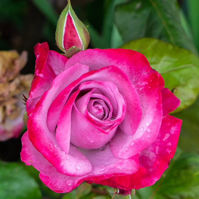 Pink Rose - Mont De Lancey rose garden