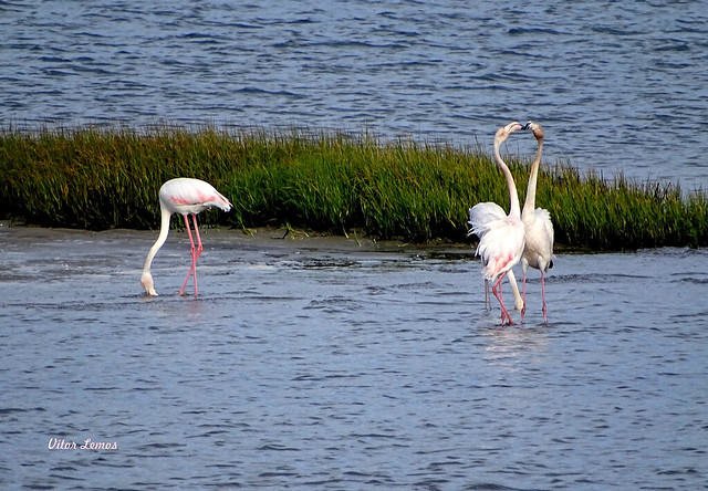 Flamingos da ria