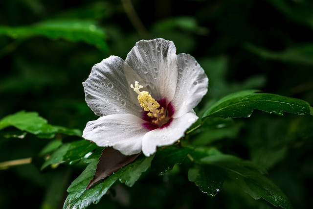 Rose of Sharon (Hibiscus syriacus) on a rainy day : 雨に打たれるムクゲ