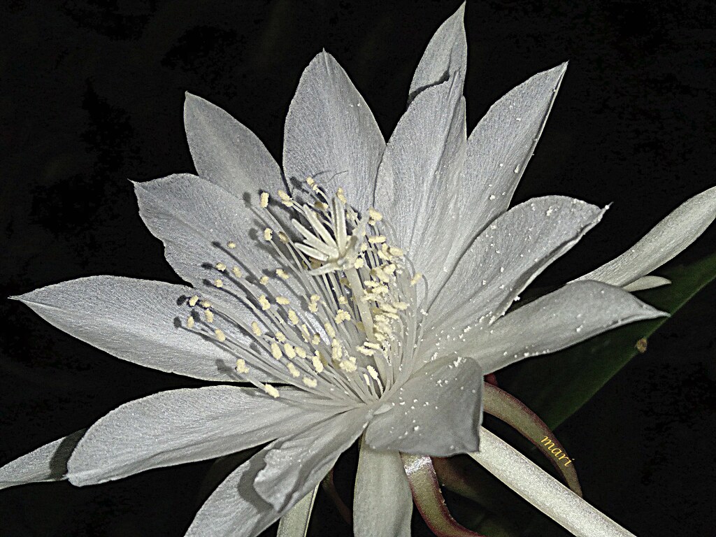 Epiphyllum Pumilum