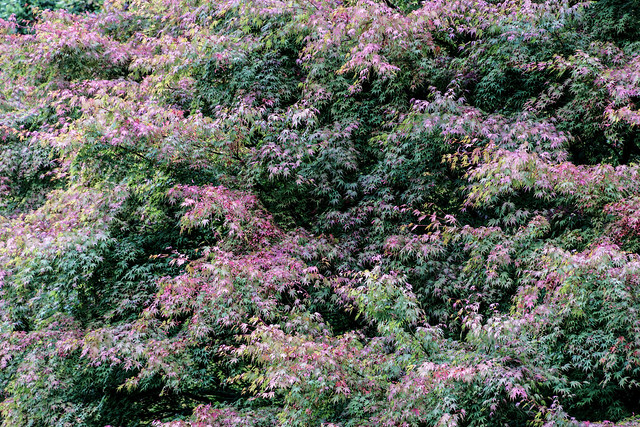 Multi-Coloured Display of Leaves in Winkworth Arboretum - Winkworth 2