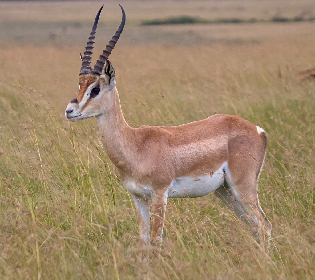 Grant's Gazelle, Maasai Mara | The Grant's gazelle is found … | Flickr