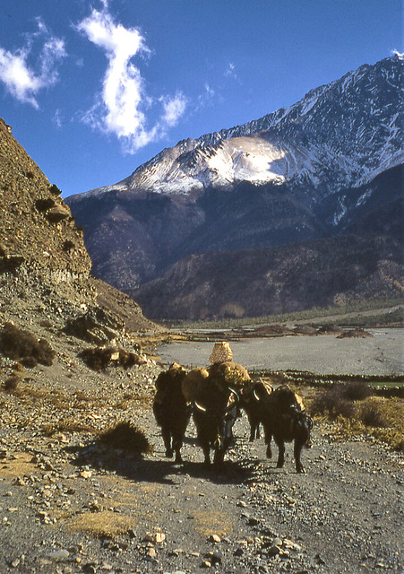 Yaks near Tukche, Kali Gandaki Valley, Nepal