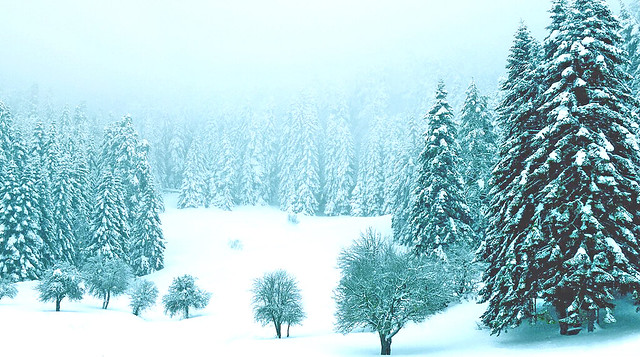Çamlarda kar var...(There is snow on the pines...)