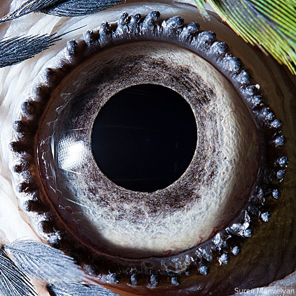 Macro Photography Macaw Parrot Eye