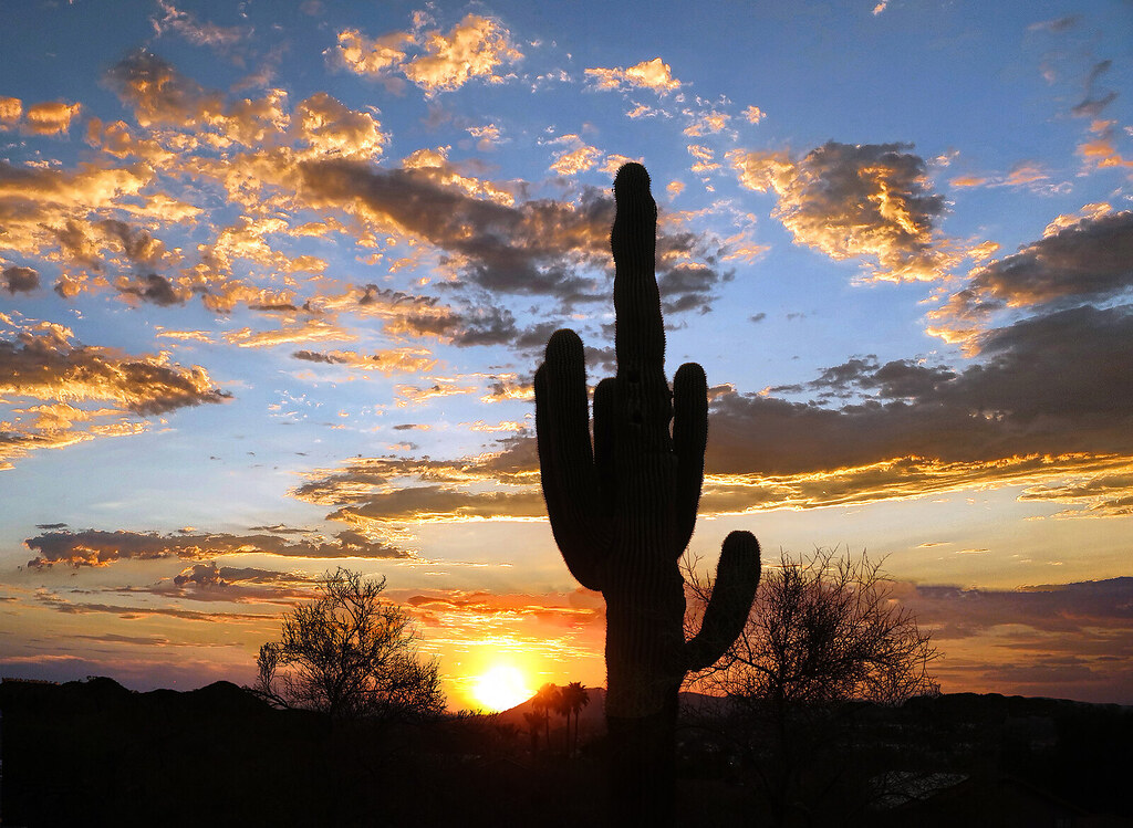 Another Saguaro Sunset | Taken on one of my nightly hikes ne… | Flickr
