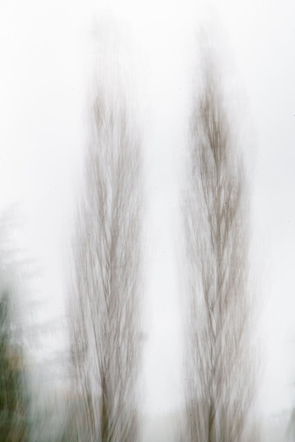 Ghostly Poplar Trees in Winkworth Arboretum - Winkworth 4