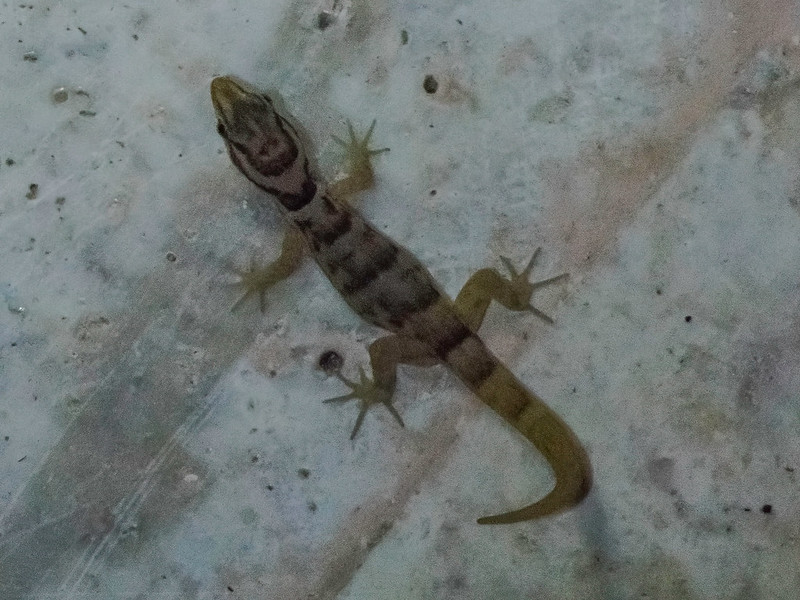 Zwavelkopje - Antilles Gecko (Gonatodes antillensis) -820_1822