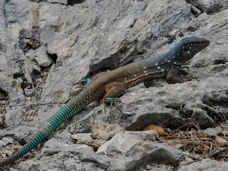 Bonairiaanse renhagedis - Bonaire Island Whiptail Lizard (Cnemidophorus ruthveni)-818_3885