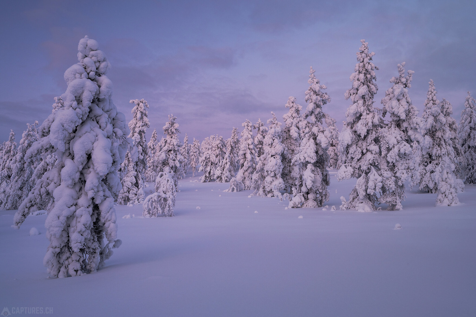 Snowed trees - Äkäslompolo