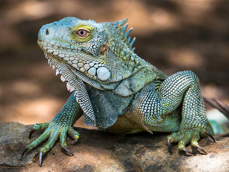 Groene leguaan - Green Iguana (Iguana iguana)-619_2796