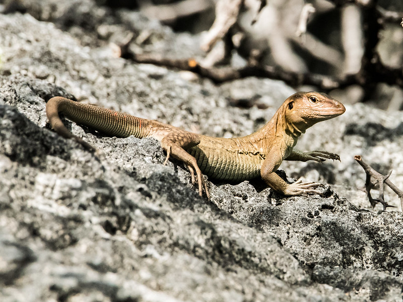 Bonairiaanse renhagedis - Bonaire Island Whiptail Lizard (Cnemidophorus ruthveni)-820_4641