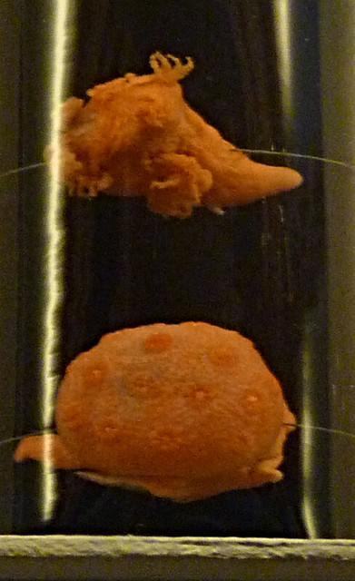 Anthomastus grandiflorus (10-9-21 Naturistorisches Museum Wien, leg in Trondhjem)