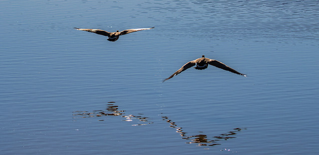 Canada geese in flight over water