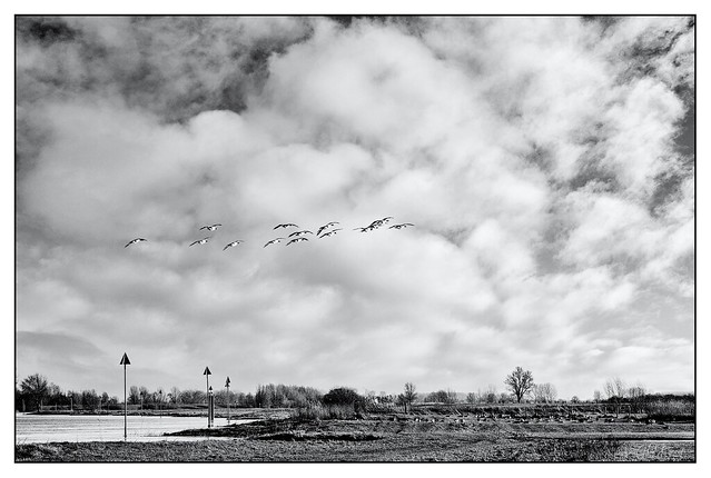 A flight of geese