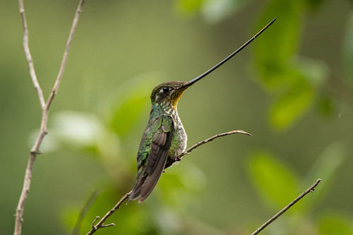 hummingbirds ampay tamburco abancay birds swordbilled perú apurímac ensifera