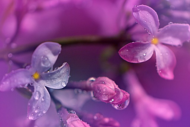 lilac florets with drops