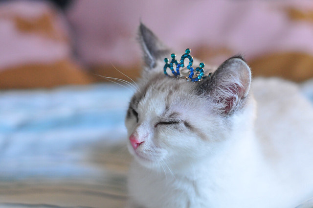 kitten in a crown