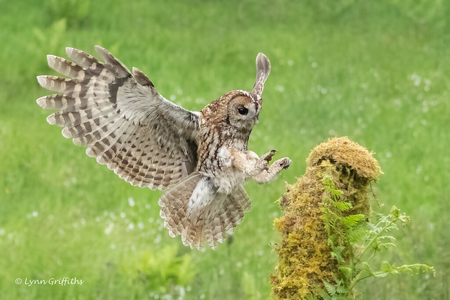 Tawny Owl - Wild 503_5019-2.jpg