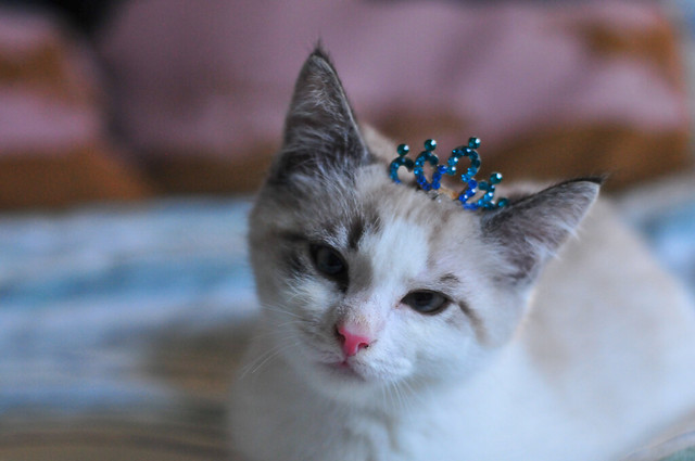 kitten in a crown