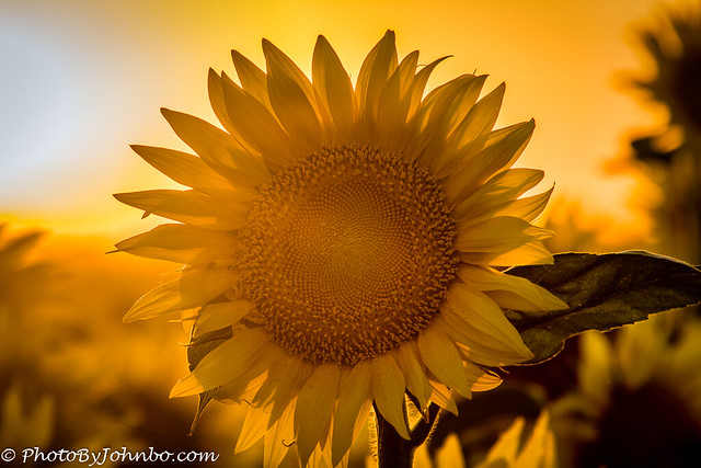 Sunflower portrait-3