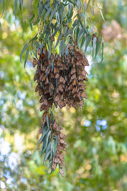 Monarch Butterflies in the Eucalyptus Tree
