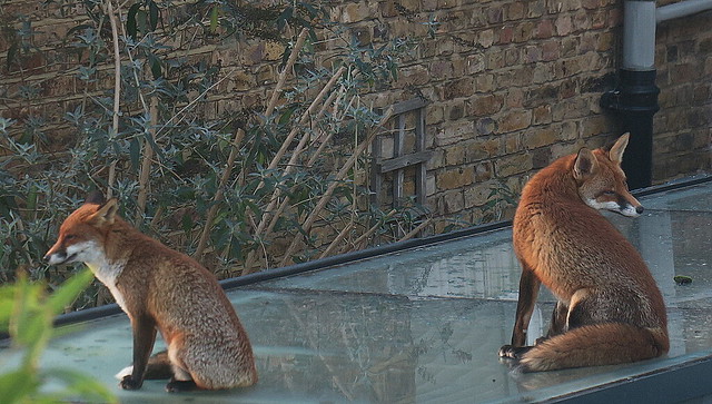 Foxes on a hot glass roof