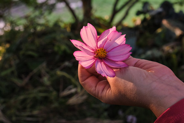 Pink flower in one hand