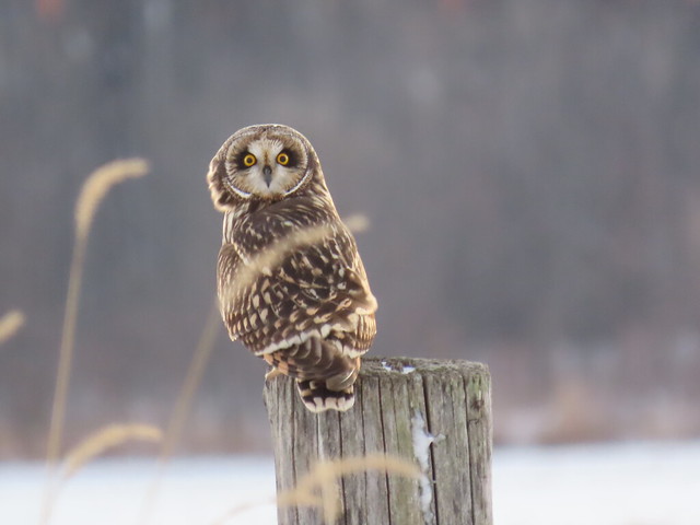Short-eared Owl by SpeedyJR