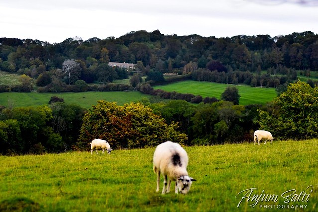 Grazing Sheep - Cotswolds Valley