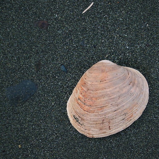 Clam shell on dark sand 7D2_6687