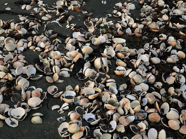 Many clams 7D2_6690