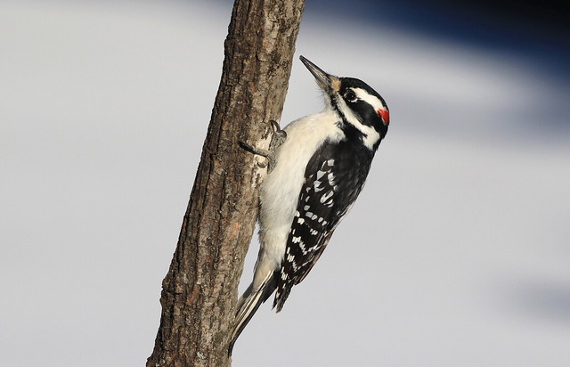 Hairy Woodpecker male  / Pic chevelu mâle ( Richard )