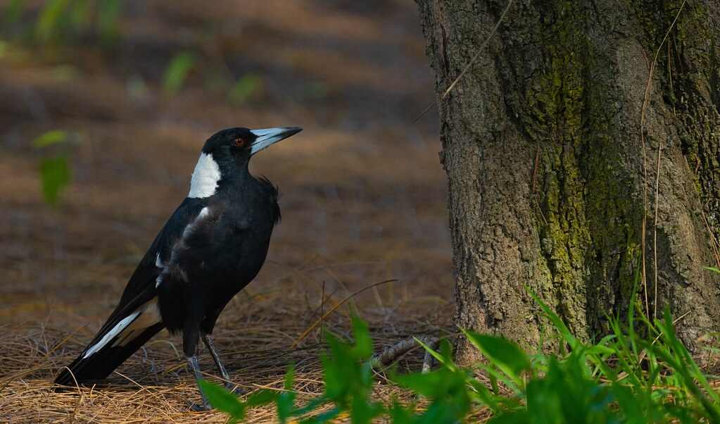 Australian Magpie - Talk to the tree.