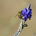 Lavender Honeybee