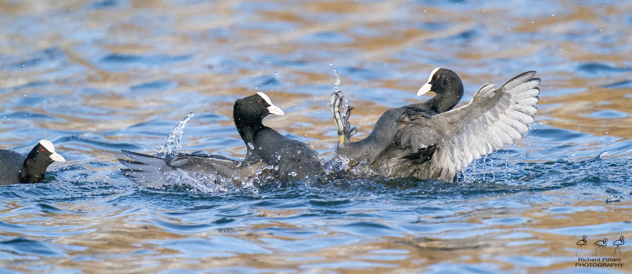 Coot battles - look at that goading little sod on the left. I think it's a female, who maybe gets the prize at the end.......;-)