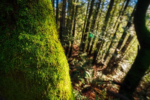 Mossy HDR