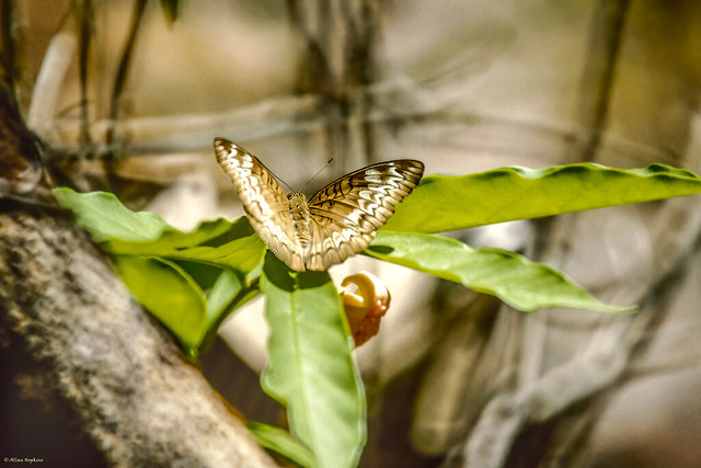 Malay Viscount butterfly (Tanaecia pelea)