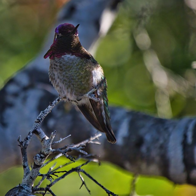 Hummingbird @ UCSC Arboretum in Santa Cruz