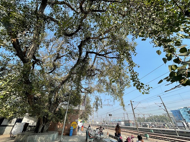 City Landmark - Peepal Tree, Hazrat Nizamuddin Railway Station