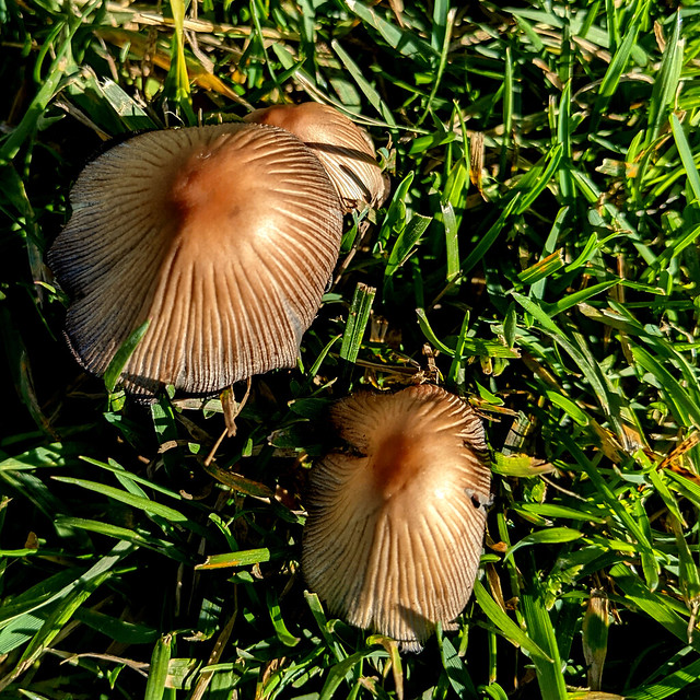 January 9: mushroom - Number 9