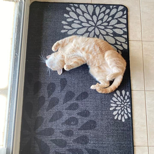 fleur rolling around on the mat