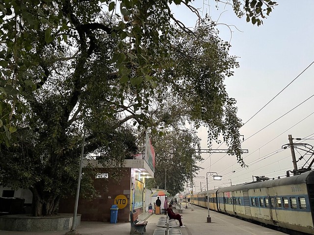 City Landmark - Peepal Tree, Hazrat Nizamuddin Railway Station