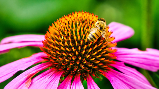 Bee in pink flower