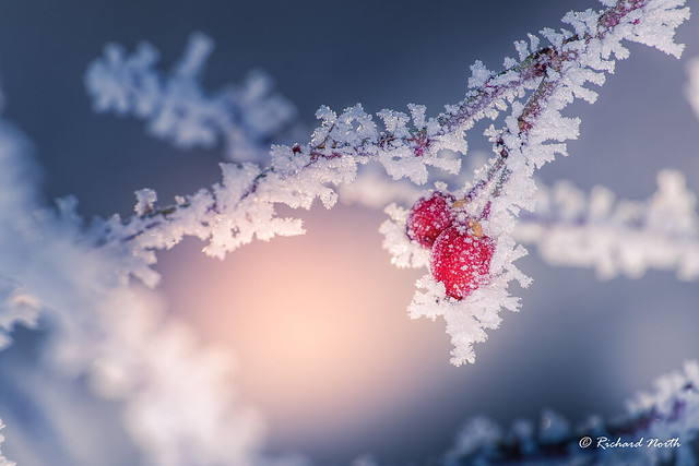 Frozen Nature