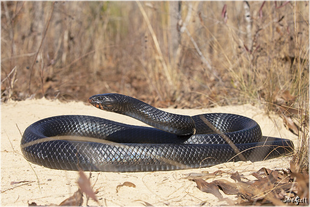 Eastern Indigo Snake (Drymarchon couperi)