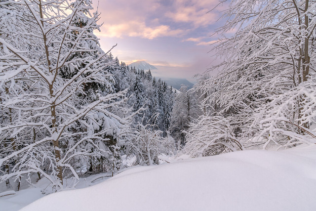 Magical winter sunset framed with snowy trees on a hiking trail near Zell Pfarre, Carinthia, Austria