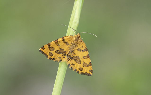 Speckled Yellow (Pseudopanthera macularia).